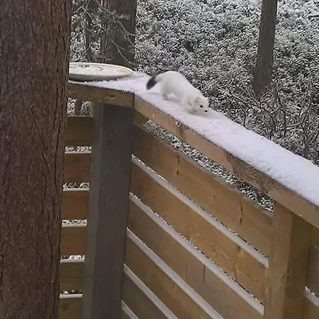 Jaakopinpaja A&b レヴィ