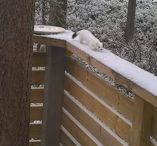 Jaakopinpaja A&b レヴィ